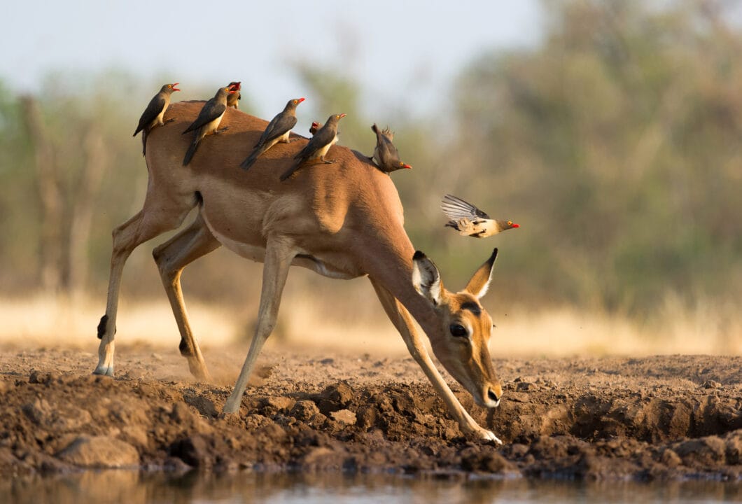 Northern Tuli Game Reserve- Land der Giganten
