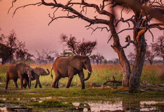 BOTSWANA