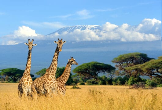 KENIA