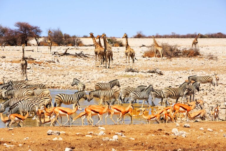 Namibia Individuell - Wüste, Wildnis und Weite