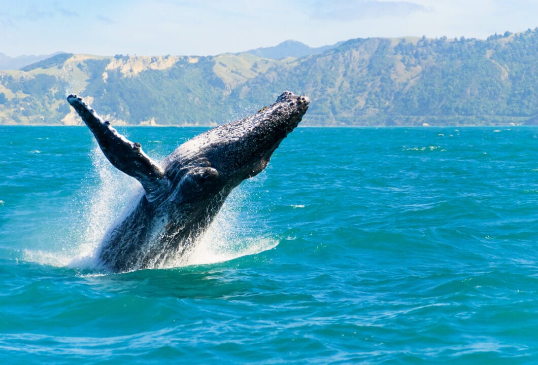 Kaikoura – Heimat der Wale
