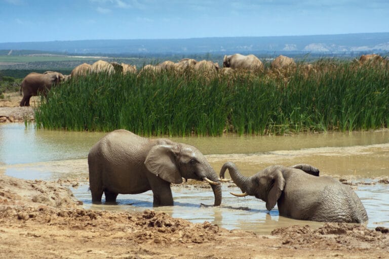 Südafrika: Zauberhafte Garden Route