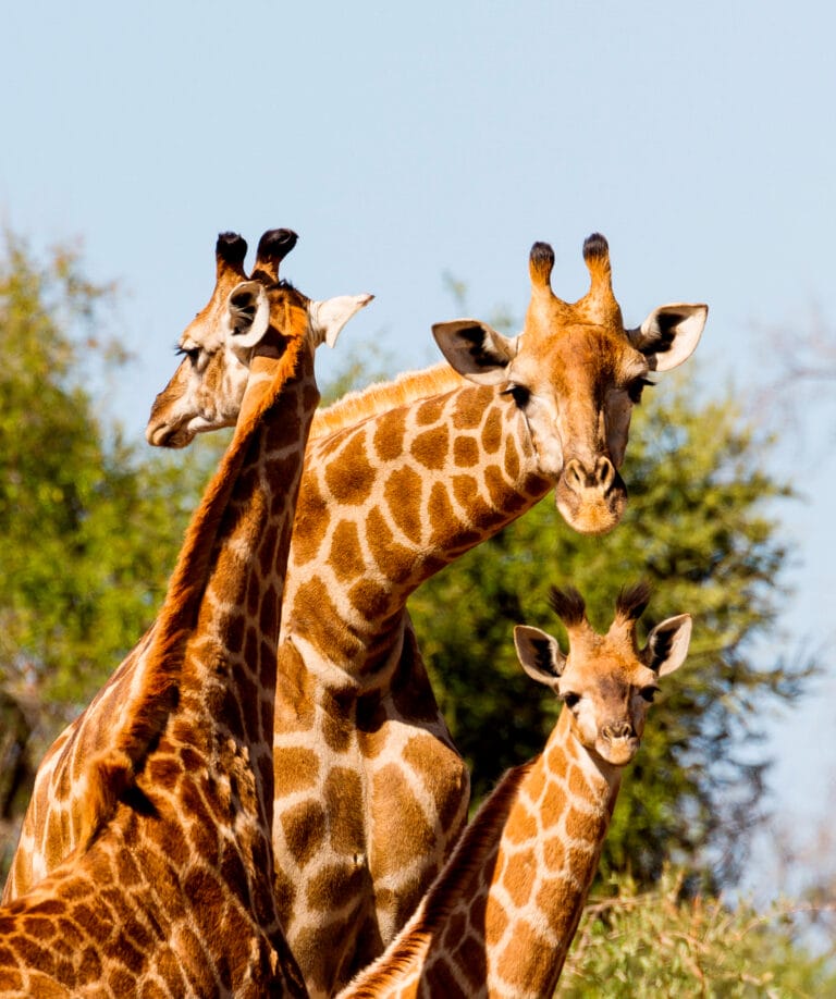 Südafrika Tierparadies Krüger