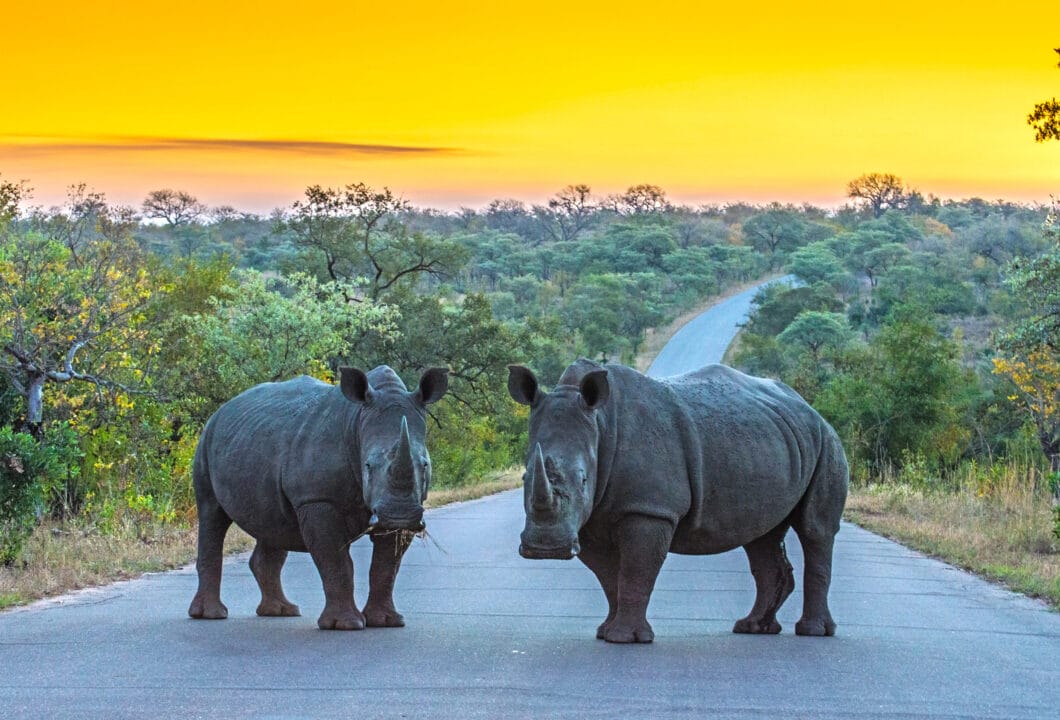 Krüger Nationalpark - den Big 5 auf der Spur