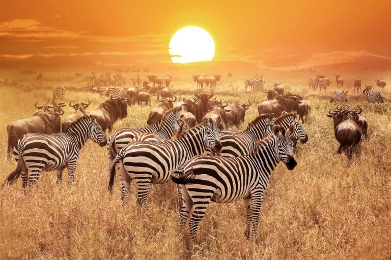 Simba Safari