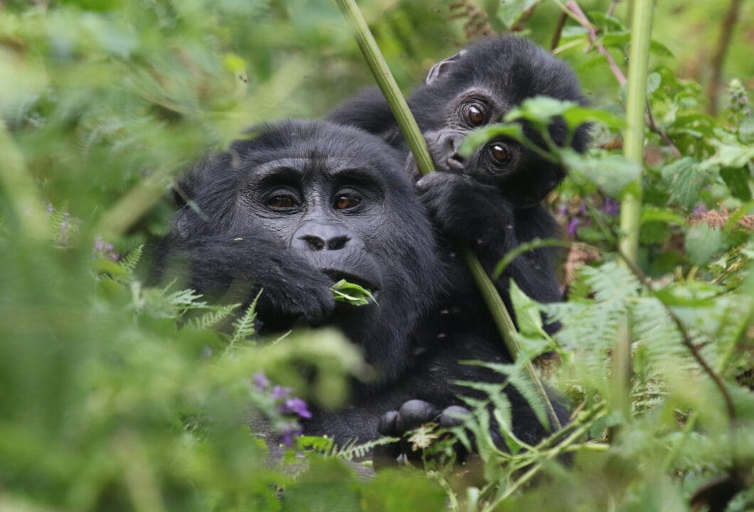 Bwindi Impenetrable Forest - Sanfte Riesen