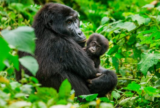 UGANDA