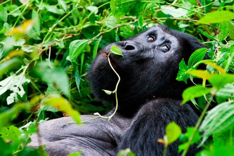Best of Uganda