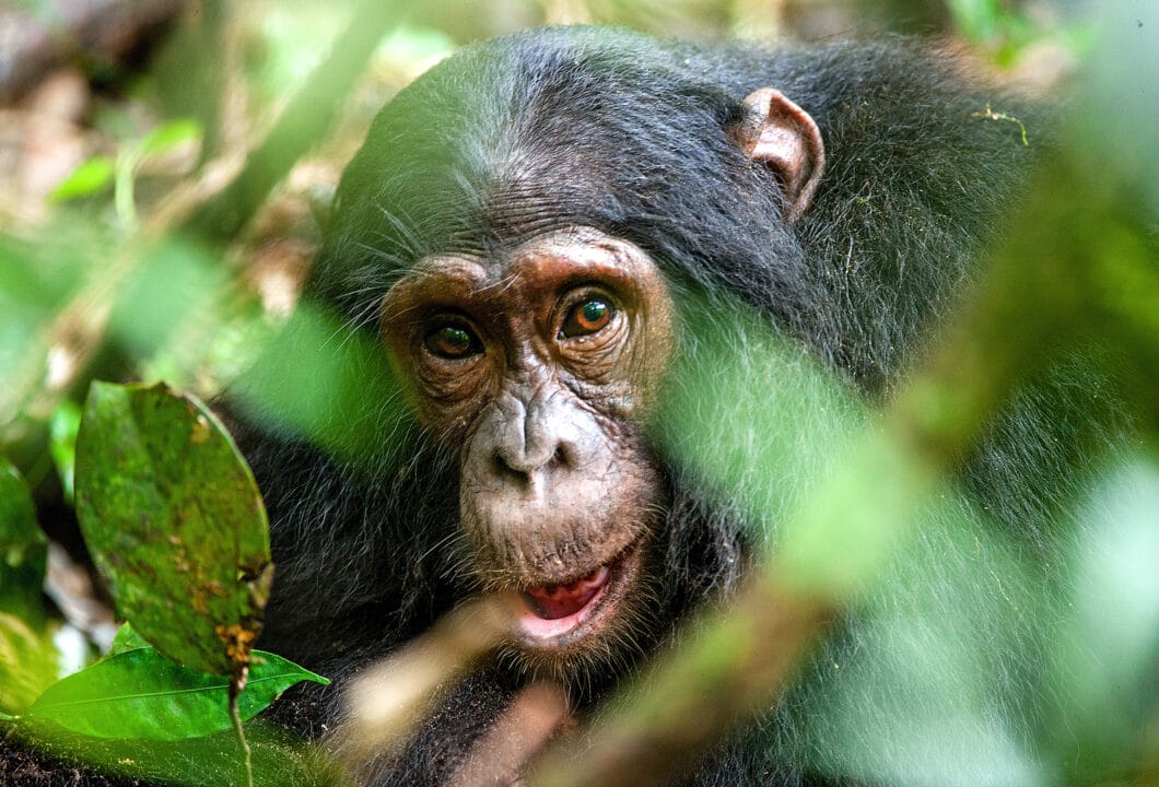 Erlebnisreisen in Uganda