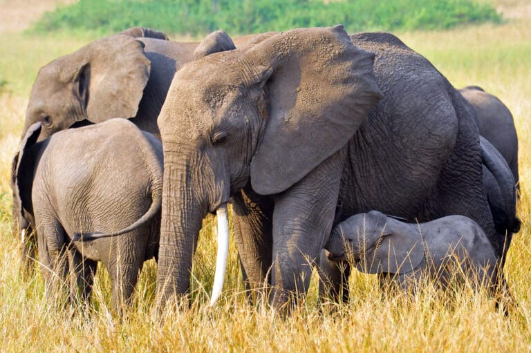Best of Uganda