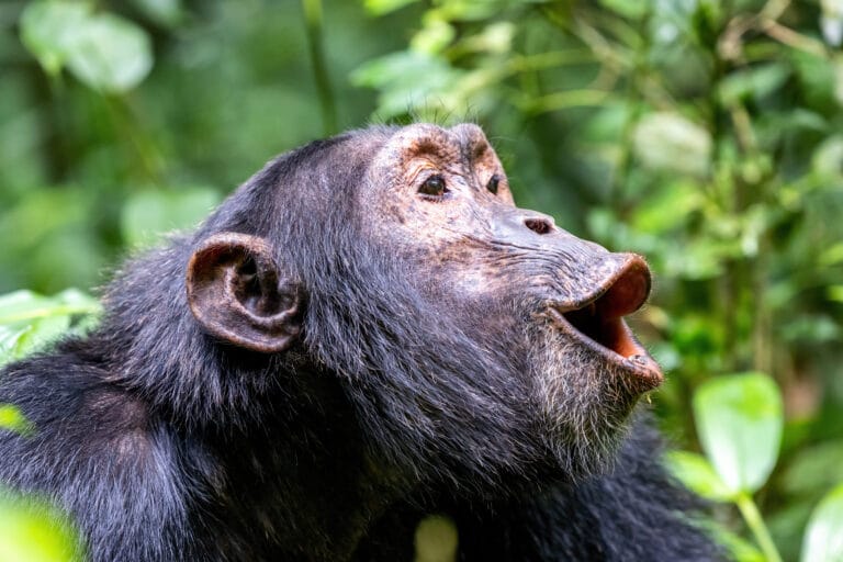 Best of Uganda