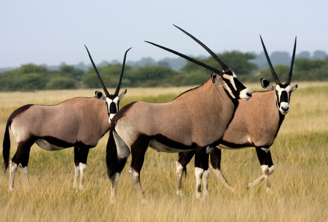 Central Kalahari Game Reserve- ungestörte Wildnis