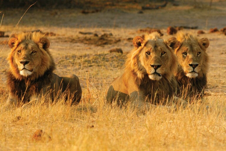 Durch die Nationalparks in Botswana
