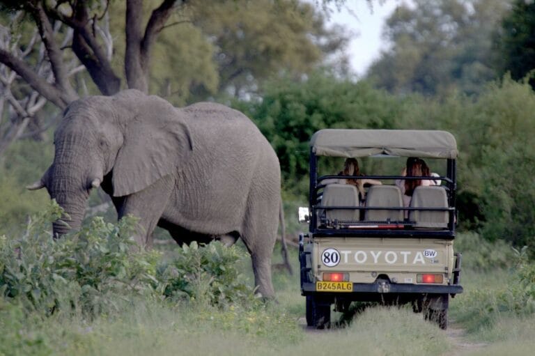 Safari von Kapstadt über Namibia und Botswana bis zu den Victoriafällen