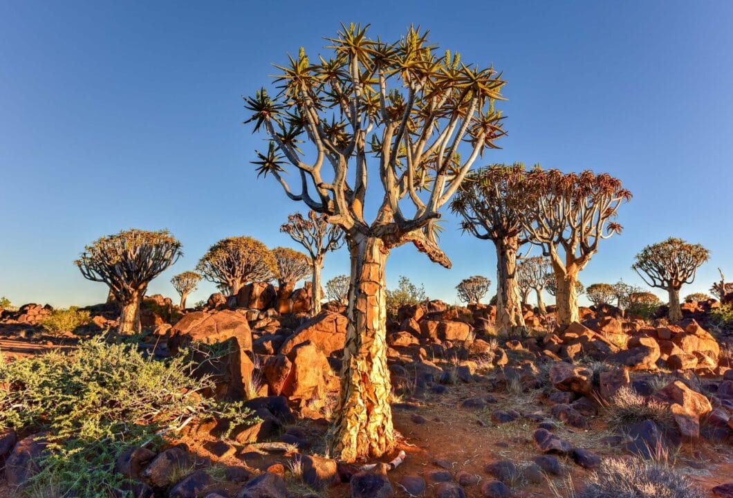 Keetmanshoop - Besuch des Köcherbaumwalds