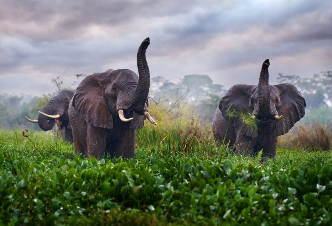 Safari in Uganda